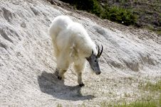 Mountain Goat. Stock Images