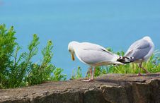 Herring Gulls On An Old Stone Wall Stock Images Herring Gulls On An Old Stone Wall Stock Images