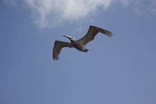 Brown Pelican Royalty Free Stock Images