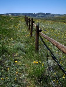 Alpine Meadow Royalty Free Stock Image