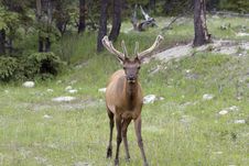 Elk. Royalty Free Stock Photo