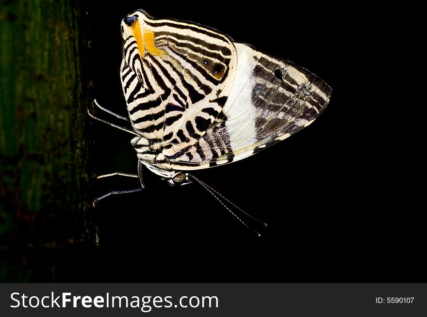 A macro of an nice big butterfly