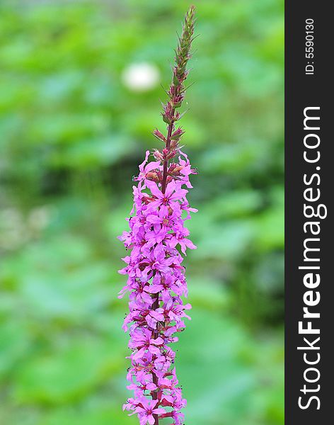 Lonely flower with pink color