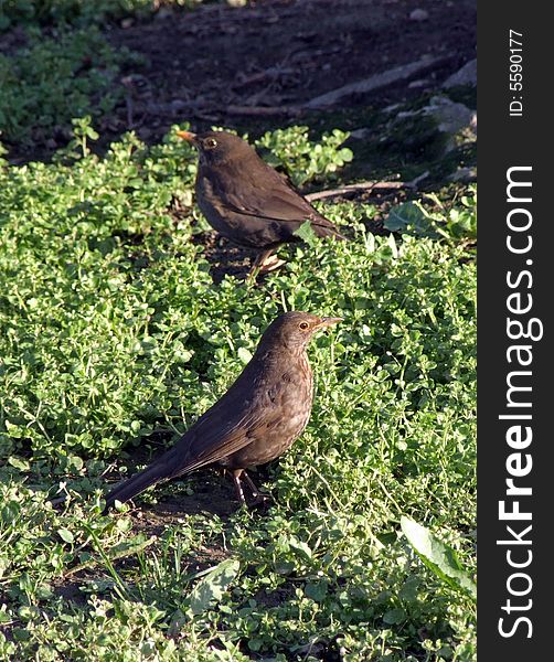 Two small brown birds in meal search on a green grass