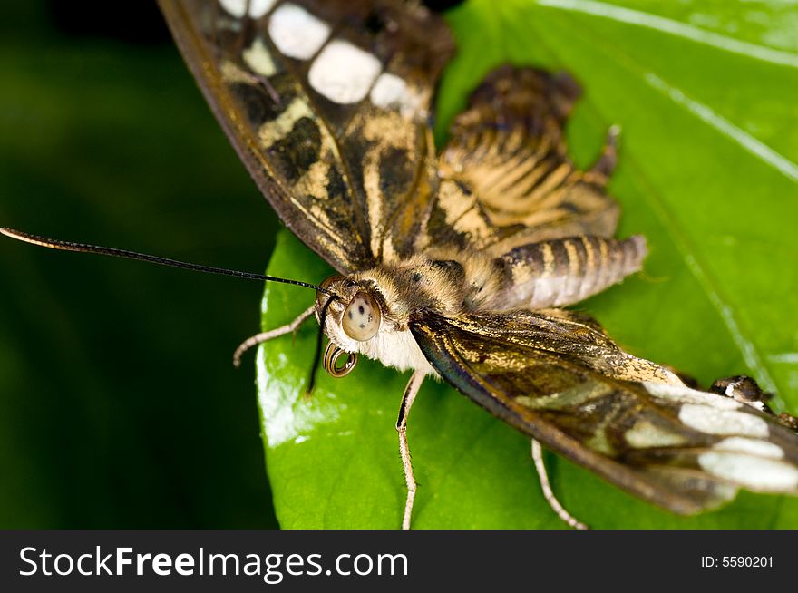 A macro of an nice big butterfly