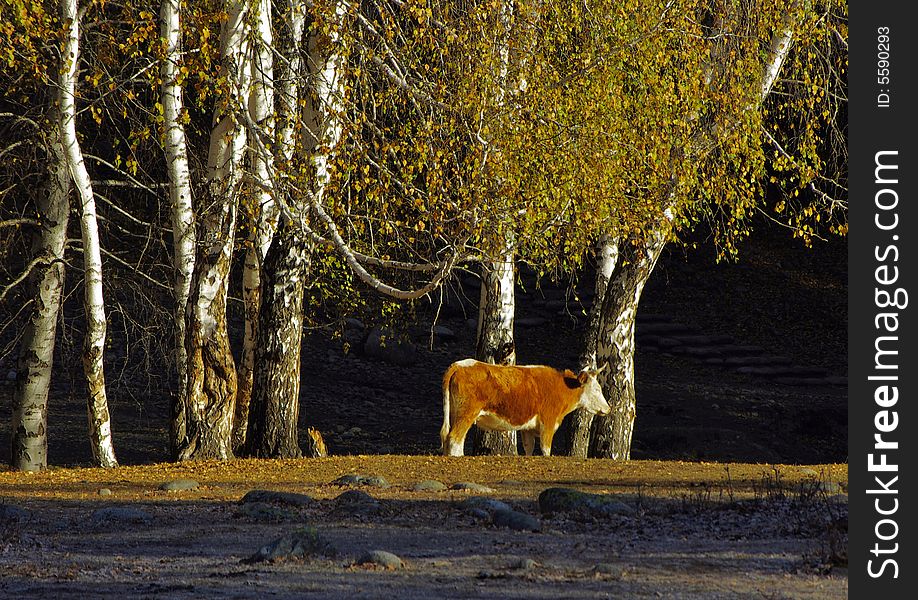 Cattle In The Woods