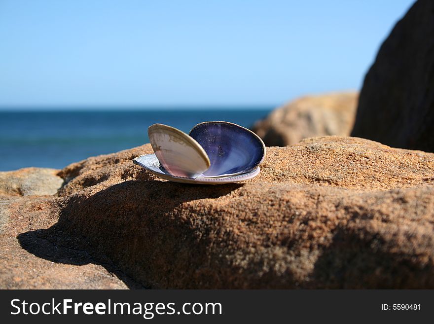 Lone Seashell on a large rock with horizon in background