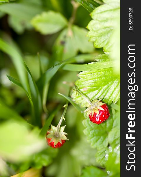 Wild strawberry growing in the woods on a sunny afternoon. Wild strawberry growing in the woods on a sunny afternoon