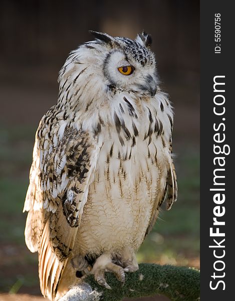 Portrait of a perched Vermiculated Eagle Owl found in the  Pilansberg area, North West Province of South Africa