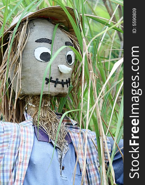 A scarecrows built for farming.