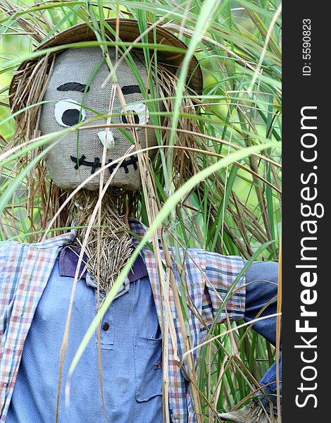 A scarecrows built for farming.