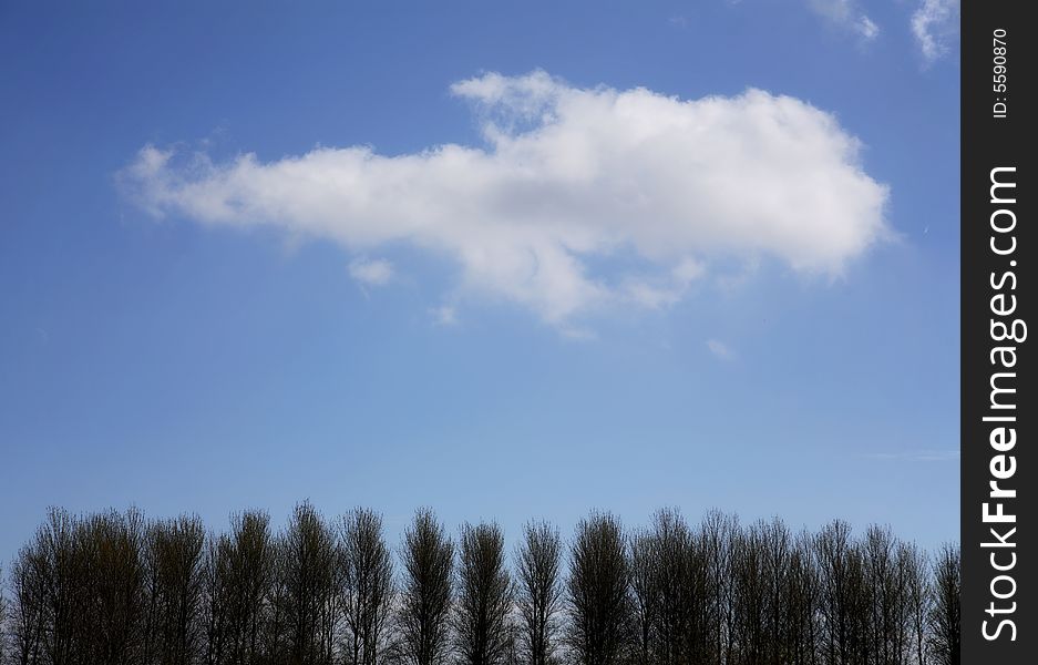 Trees with cloud and blue sky