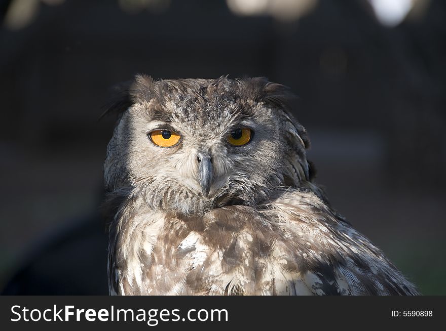 Landscape of head and shoulders of a Vermiculated Eagle Owl found in the  Pilansberg area, North West Province of South Africa