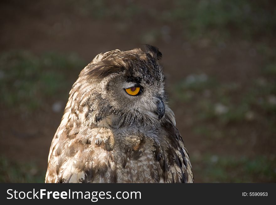 Landscape of head and shoulders of a Vermiculated Eagle Owl looking left, found in the  Pilansberg area, North West Province of South Africa