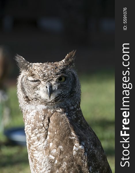 Portrait of a perched Vermiculated Eagle Owl looking forward with one eye, found in the  Pilansberg area, North West Province of South Africa. Portrait of a perched Vermiculated Eagle Owl looking forward with one eye, found in the  Pilansberg area, North West Province of South Africa