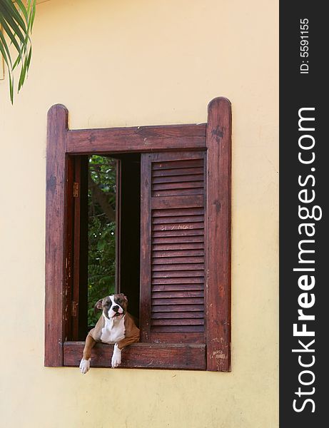 A dog peers out of a old fashioned colonial style window in Guayaquil, Ecuador. A dog peers out of a old fashioned colonial style window in Guayaquil, Ecuador