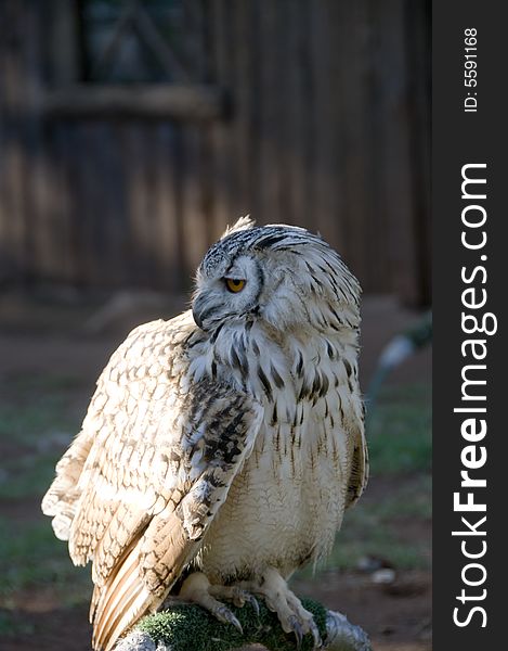 Portrait of a perched Vermiculated Eagle Owl found in the  Pilansberg area, North West Province of South Africa