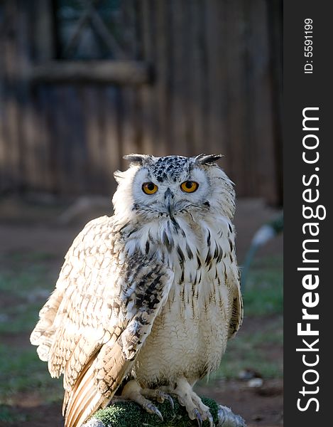 Portrait of a perched Vermiculated Eagle Owl looking forward, found in the Pilansberg area, North West Province of South Africa