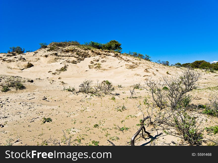 Dunes on the North Sea coastline. The Netherlands.