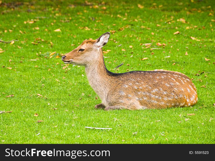 Young deer laying on a grass.