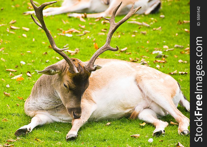 Deer laying on a grass. Deer laying on a grass.