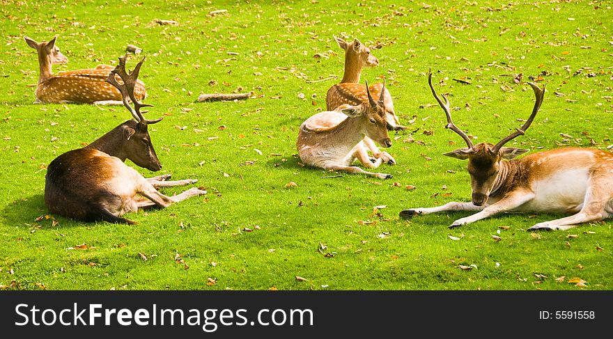 Group of deers laying on a grass.