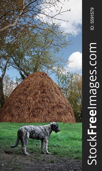 A proud irish wolfhound against an irish farm background