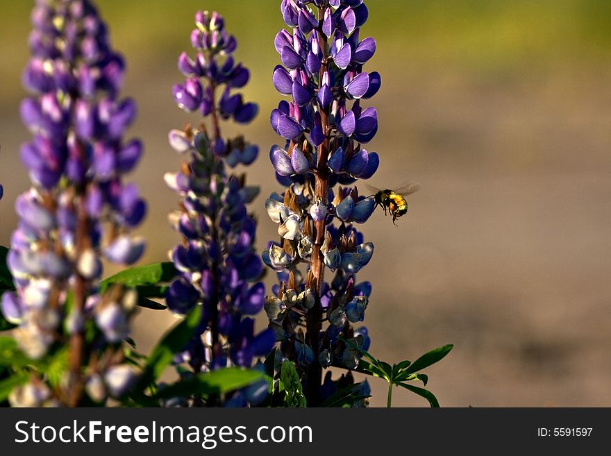 A Bee takes nectar from a Lupin. A Bee takes nectar from a Lupin