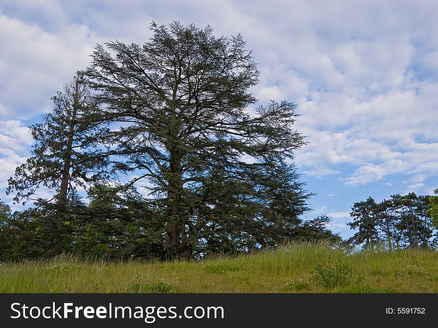 Pine tree against cloudy sky.