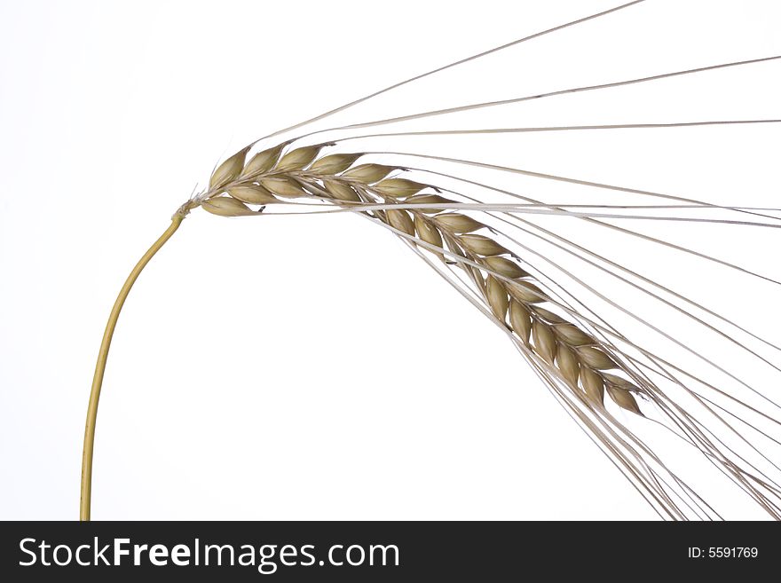 Single wheat plant on a white background