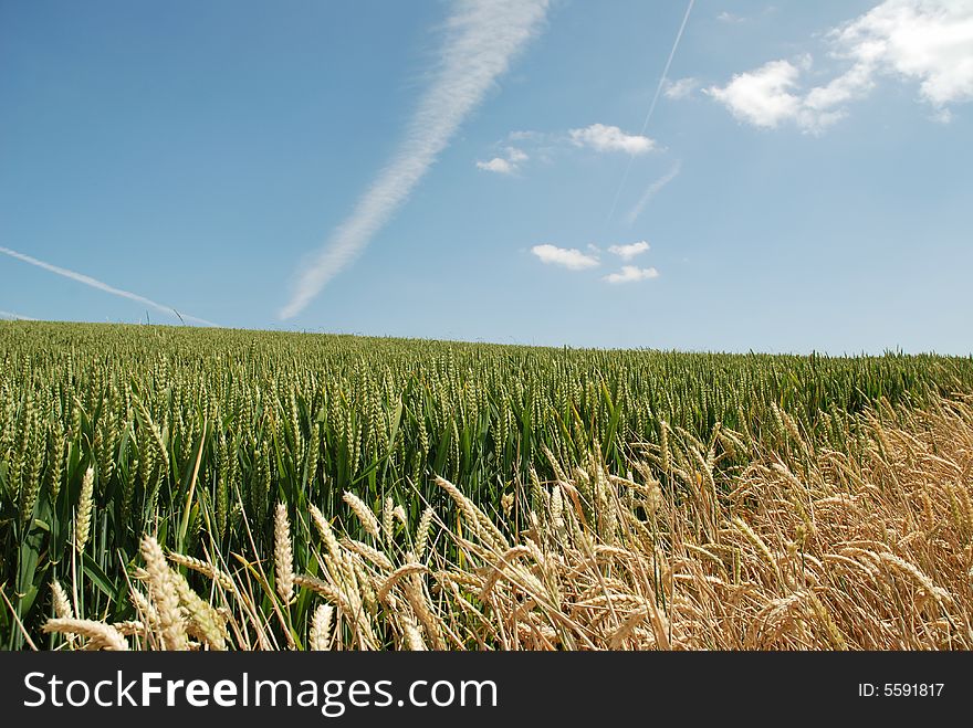 Corn in a field against a blue sky with vapour trails