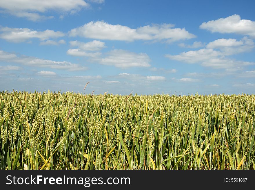 Close up of golden corn in a field against a blue sky