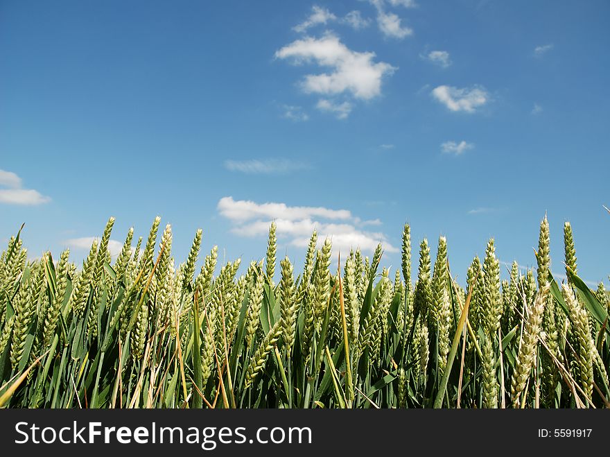 Close up of corn in a field against a blue sky