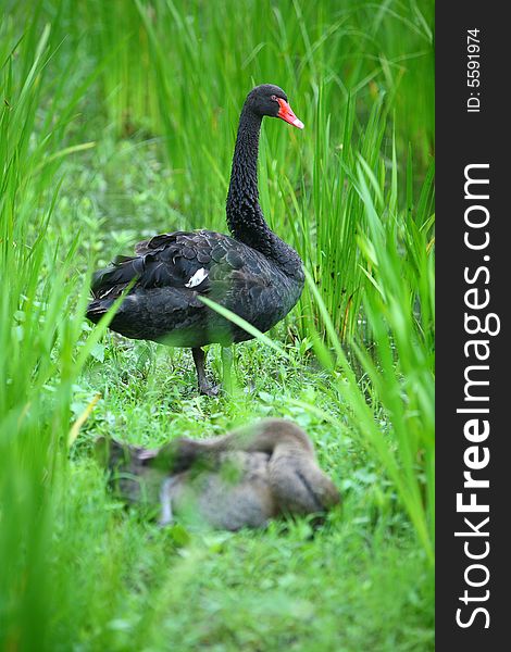 Black swan beside the lake