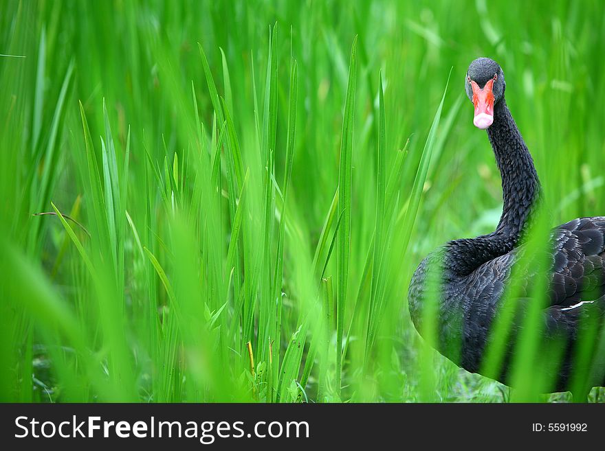 A black swan beside the lake