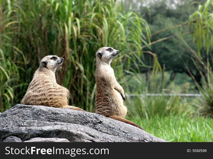 Two Meercats on guard duty watching for predators for the colony. Two Meercats on guard duty watching for predators for the colony