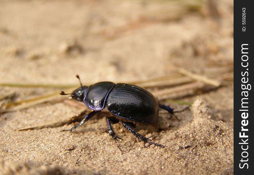 A large black beetle on the sand. A large black beetle on the sand