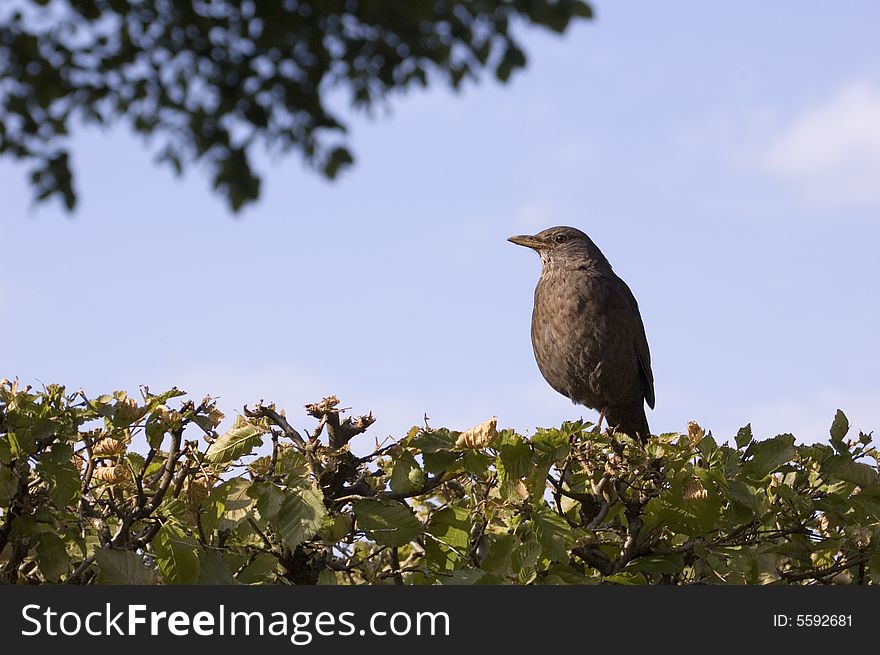 A bird sitting on trees