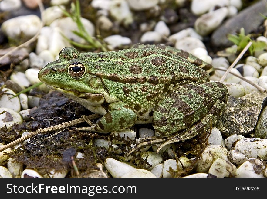 Portrait of common green frog. Portrait of common green frog
