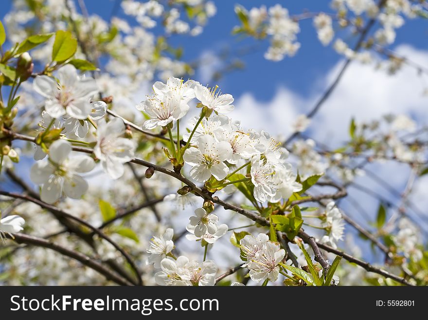 Cherry blossoms on a black cherry tree against the blue sky