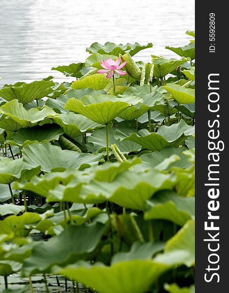 Charming lotus bloom in the pond. Charming lotus bloom in the pond.