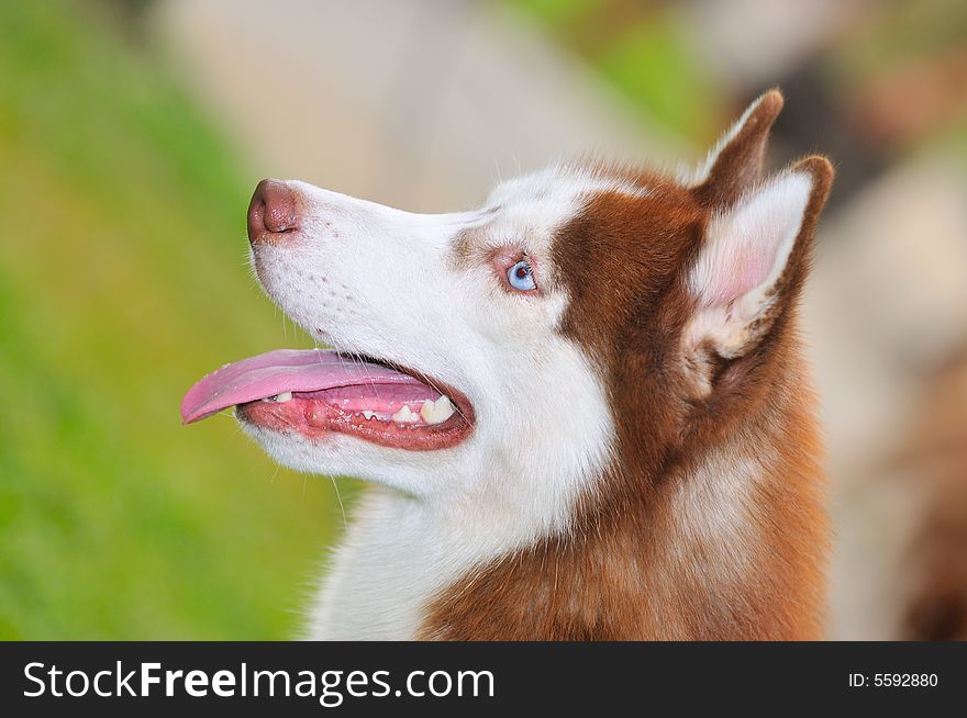 At a pet competition with lots of lovable dogs. At a pet competition with lots of lovable dogs