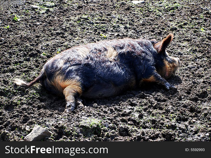 As Happy As A Pig In Muck