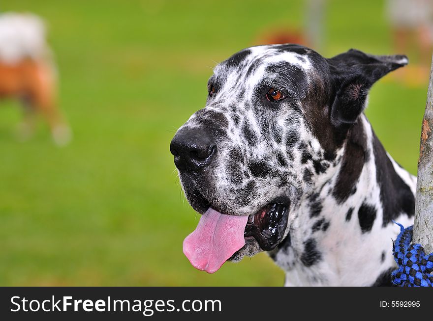 At a pet competition with lots of lovable dogs. At a pet competition with lots of lovable dogs