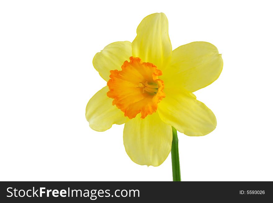 Yellow daffodils on white background isolated