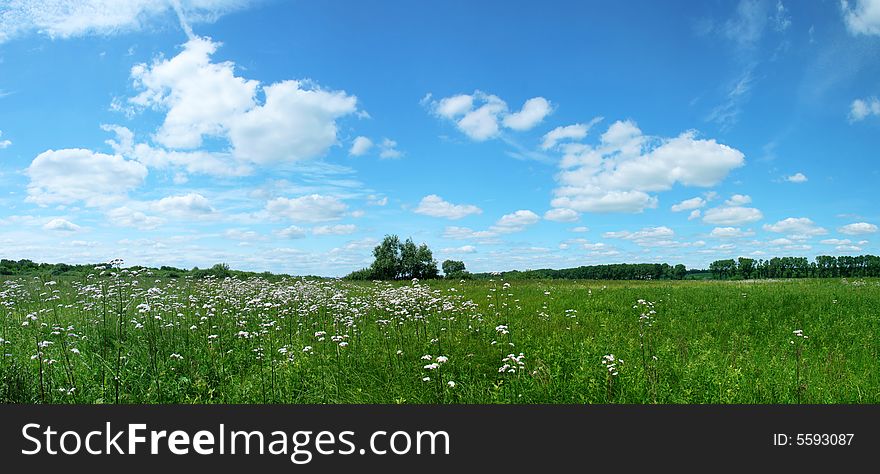 Valerian growing on meadows near the river Southern Bug