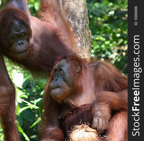 two orangatang  in the wild bornio