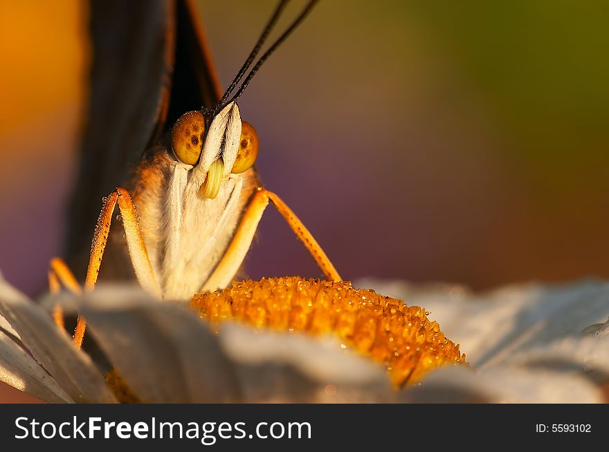 Beautiful butterfly na on the ox-eye daisy. Beautiful butterfly na on the ox-eye daisy