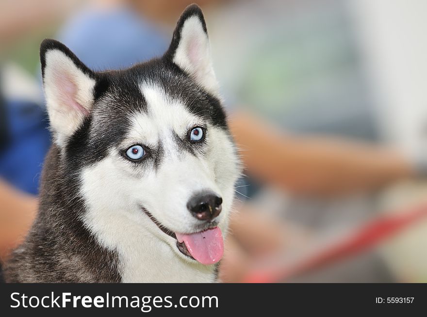 At a pet competition with lots of lovable dogs. At a pet competition with lots of lovable dogs