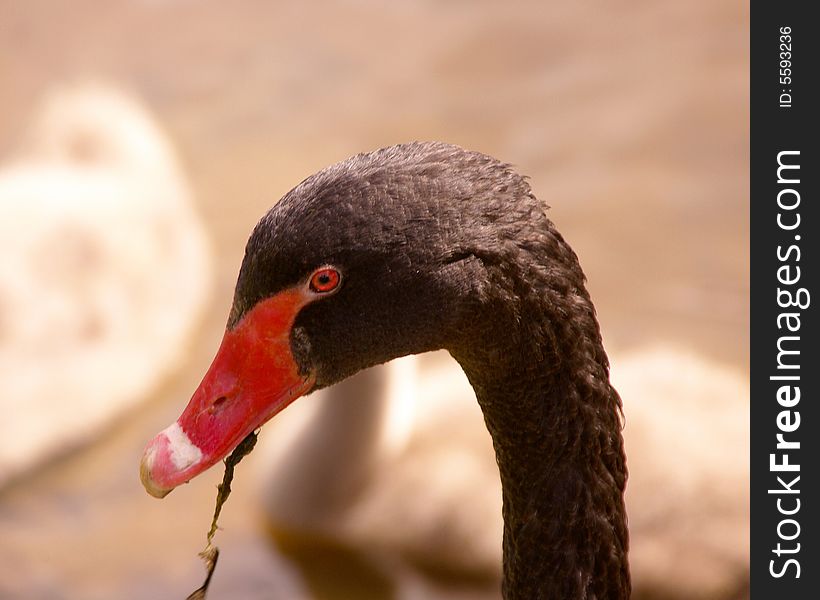 A portrait of a black swan